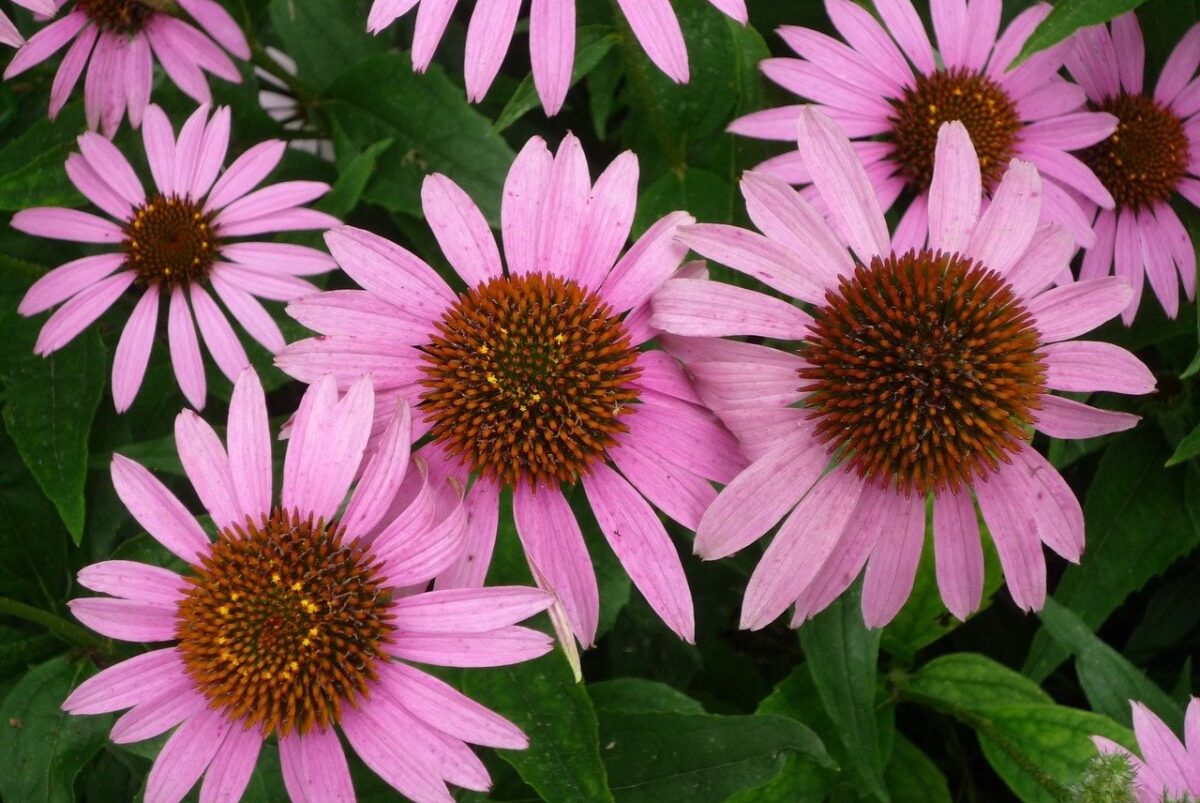 珍奇植物・ビザールプランツのおすすめ本ランキング6選!【2021年】